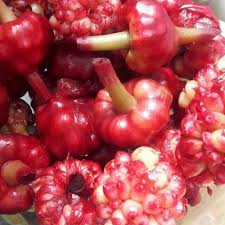 تصویر 3 از فروش ترشی گل سیر شمال + قیمت عمده